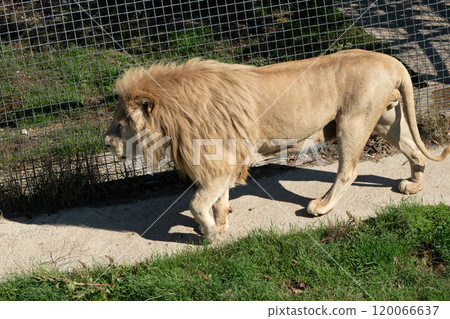 Lion, Enclosure, Zoo - White Lion Walking in Zoo Enclosure 120066637