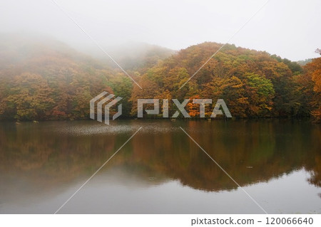 雨後的馬澤沼澤 120066640