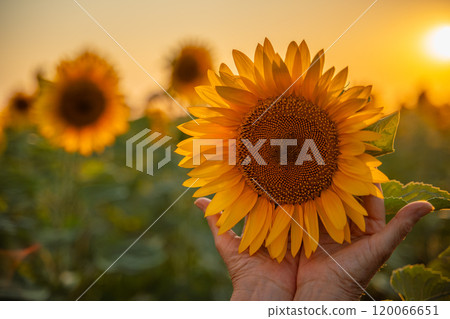 Female hands holding sunflower flower against the backdrop of a sunflower field at sunset light. Concept agriculture oil production growing sunflower seeds for oil 120066651
