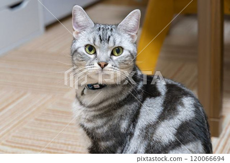 American Shorthair cat looking at the camera American Shorthair cat looking at the camera 120066694