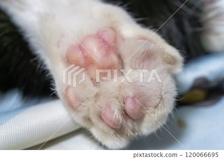 貓爪 120066695