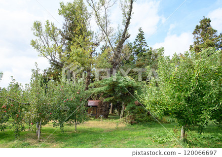A pair of poplar trees in an apple orchard, Aomori Prefecture A pair of poplar trees in an apple orchard, Aomori Prefecture 120066697