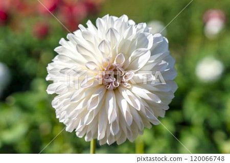 Brightly blooming dahlias (Dahlias) Kawanishi Dahlia Garden, Kawanishi Town, Yamagata Prefecture 120066748
