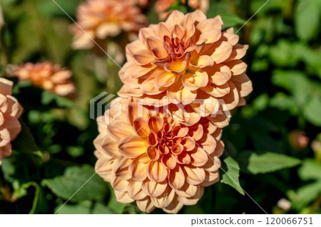Brightly blooming dahlias (Dahlias) Kawanishi Dahlia Garden, Kawanishi Town, Yamagata Prefecture Brightly blooming dahlias (Dahlias) Kawanishi Dahlia Garden, Kawanishi Town, Yamagata Prefecture 120066751