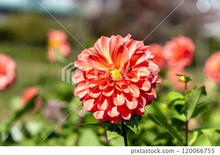 Brightly blooming dahlias (Dahlias) Kawanishi Dahlia Garden, Kawanishi Town, Yamagata Prefecture 120066755
