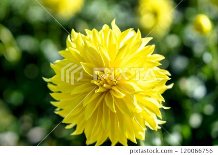 Brightly blooming dahlias (Dahlias) Kawanishi Dahlia Garden, Kawanishi Town, Yamagata Prefecture 120066756