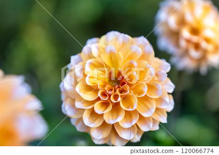 Brightly blooming dahlias (Dahlias) Kawanishi Dahlia Garden, Kawanishi Town, Yamagata Prefecture Brightly blooming dahlias (Dahlias) Kawanishi Dahlia Garden, Kawanishi Town, Yamagata Prefecture 120066774