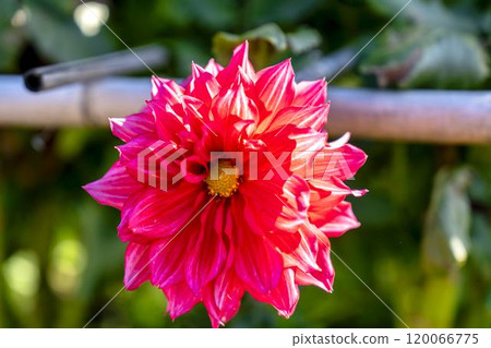 Brightly blooming dahlias (Dahlias) Kawanishi Dahlia Garden, Kawanishi Town, Yamagata Prefecture 120066775