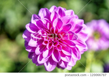 Brightly blooming dahlias (Dahlias) Kawanishi Dahlia Garden, Kawanishi Town, Yamagata Prefecture Brightly blooming dahlias (Dahlias) Kawanishi Dahlia Garden, Kawanishi Town, Yamagata Prefecture 120066787