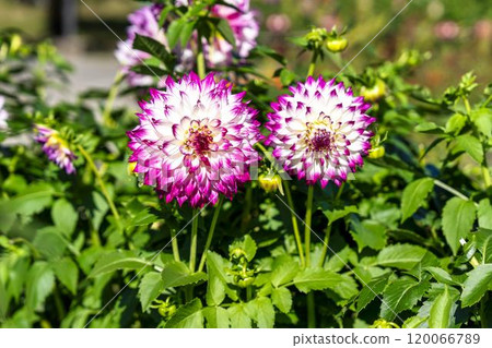 Brightly blooming dahlias (Dahlias) Kawanishi Dahlia Garden, Kawanishi Town, Yamagata Prefecture 120066789