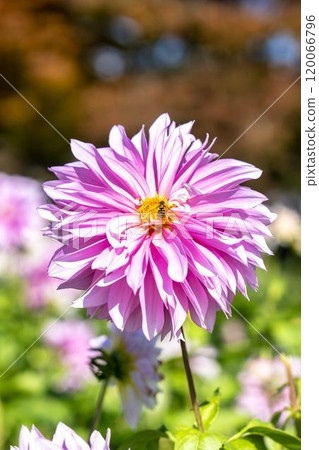 Brightly blooming dahlias (Dahlias) Kawanishi Dahlia Garden, Kawanishi Town, Yamagata Prefecture Brightly blooming dahlias (Dahlias) Kawanishi Dahlia Garden, Kawanishi Town, Yamagata Prefecture 120066796