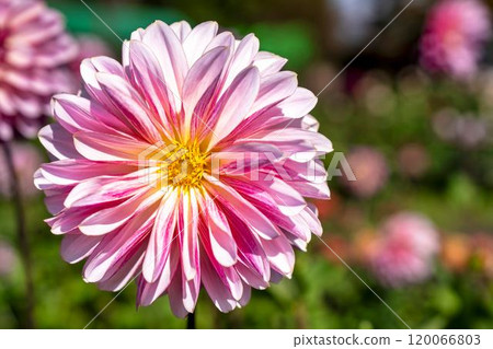Brightly blooming dahlias (Dahlias) Kawanishi Dahlia Garden, Kawanishi Town, Yamagata Prefecture 120066803
