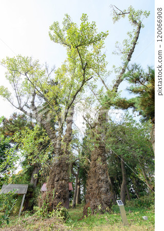 Couple poplar trees: Hiromine Shrine ruins, Kuroishi City, Aomori Prefecture Couple poplar trees: Hiromine Shrine ruins, Kuroishi City, Aomori Prefecture 120066908