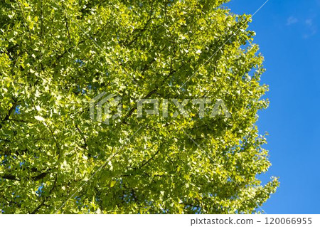 Autumn scenery Ginkgo tree at Kumano Taisha Shrine Nanyo City, Yamagata Prefecture 120066955