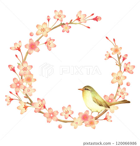 櫻花與鶯花環手繪彩色鉛筆畫 櫻花與鶯花環手繪彩色鉛筆畫 120066986