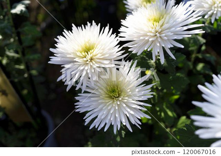 Autumn scenery: Chrysanthemum flowers in full bloom, Nanyo City, Yamagata Prefecture 120067016