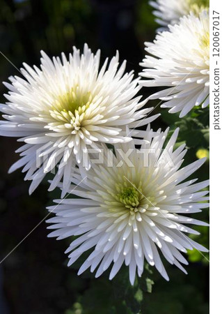 Autumn scenery: Chrysanthemum flowers in full bloom, Nanyo City, Yamagata Prefecture 120067017