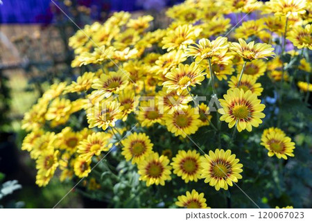 秋景：山形縣南陽市菊花盛開 120067023