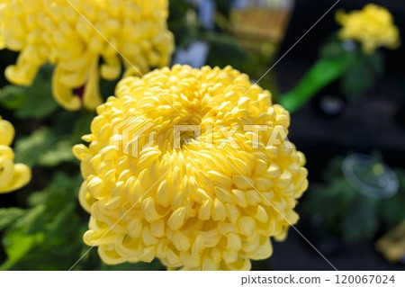 Autumn scenery: Chrysanthemum flowers in full bloom, Nanyo City, Yamagata Prefecture 120067024