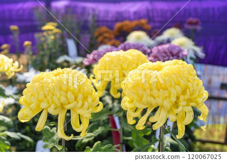 Autumn scenery: Chrysanthemum flowers in full bloom, Nanyo City, Yamagata Prefecture 120067025
