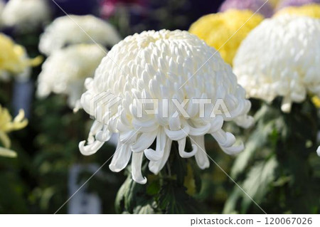 Autumn scenery: Chrysanthemum flowers in full bloom, Nanyo City, Yamagata Prefecture Autumn scenery: Chrysanthemum flowers in full bloom, Nanyo City, Yamagata Prefecture 120067026