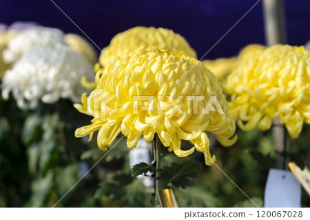 Autumn scenery: Chrysanthemum flowers in full bloom, Nanyo City, Yamagata Prefecture 120067028