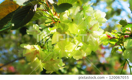 薑黃櫻花盛開的景色 薑黃櫻花盛開的景色 120067055