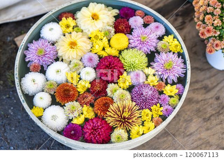 Vivid flower water basin (chrysanthemum water basin) Nanyo City, Yamagata Prefecture Vivid flower water basin (chrysanthemum water basin) Nanyo City, Yamagata Prefecture 120067113