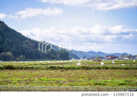 Roll bale silage in a rice field, Takahata Town, Yamagata Prefecture Roll bale silage in a rice field, Takahata Town, Yamagata Prefecture 120067116
