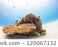 Tokashiki Island Okinawa Sea Coral Reef Diving 120067132