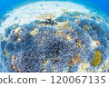 Small fish swimming on a coral reef 120067135