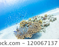 Kerama: Coral, blue sea and fish 120067137