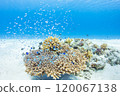 Kerama: Coral and the blue sea 120067138