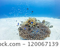 Blue sea, coral and diver 120067139