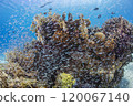 Tokashiki Island, Okinawa, Sea, Coral Reef, Diving, Blue Sea and Fish 120067140