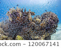 Coral and blue sea okinawa 120067141