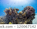Blue sea and fish 120067142