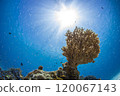 Sun and bubbles growing in the ocean 120067143