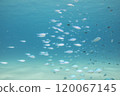 Tokashiki Island Okinawa Sea Coral Reef Diving 120067145