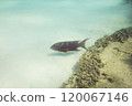 Tokashiki Island Okinawa Sea Coral Reef Diving 120067146