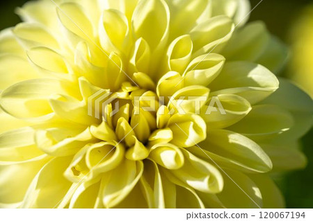 盛開的大麗花(大麗花) 山形縣川西町川西大麗花花園 盛開的大麗花(大麗花) 山形縣川西町川西大麗花花園 120067194