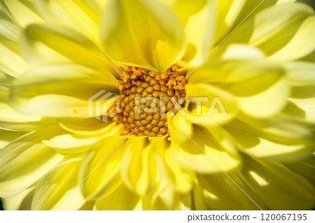 盛開的大麗花(大麗花) 山形縣川西町川西大麗花花園 盛開的大麗花(大麗花) 山形縣川西町川西大麗花花園 120067195