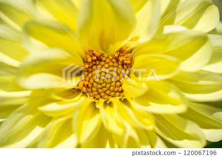 盛開的大麗花（大麗花） 山形縣川西町川西大麗花花園 120067196