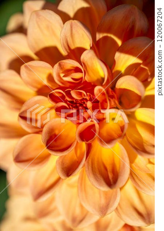 Brightly blooming dahlias (Dahlias) Kawanishi Dahlia Garden, Kawanishi Town, Yamagata Prefecture 120067204