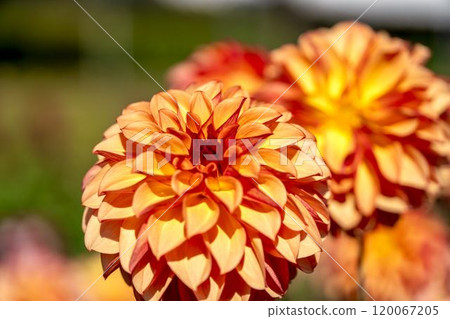 Brightly blooming dahlias (Dahlias) Kawanishi Dahlia Garden, Kawanishi Town, Yamagata Prefecture 120067205