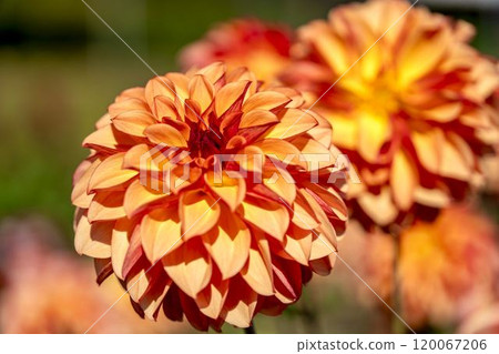Brightly blooming dahlias (Dahlias) Kawanishi Dahlia Garden, Kawanishi Town, Yamagata Prefecture 120067206