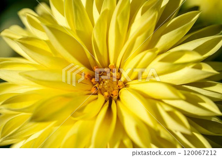 Brightly blooming dahlias (Dahlias) Kawanishi Dahlia Garden, Kawanishi Town, Yamagata Prefecture 120067212