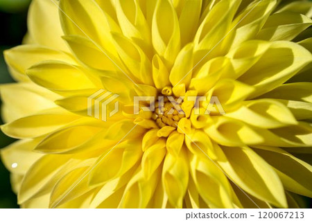 Brightly blooming dahlias (Dahlias) Kawanishi Dahlia Garden, Kawanishi Town, Yamagata Prefecture 120067213