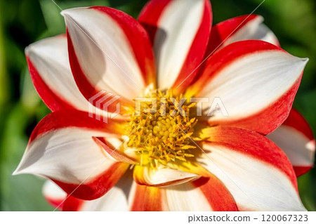 盛開的大麗花（大麗花） 山形縣川西町川西大麗花花園 120067323