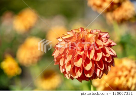 Brightly blooming dahlias (Dahlias) Kawanishi Dahlia Garden, Kawanishi Town, Yamagata Prefecture Brightly blooming dahlias (Dahlias) Kawanishi Dahlia Garden, Kawanishi Town, Yamagata Prefecture 120067331